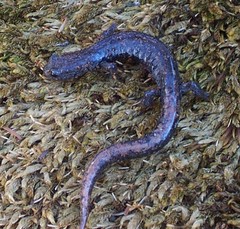 Pseudoeurycea leprosa