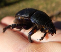 Geotrupes ibericus