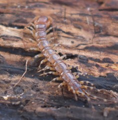 Lithobius
