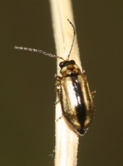 Monolepta subsuturalis