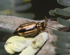 Monolepta subsuturalis