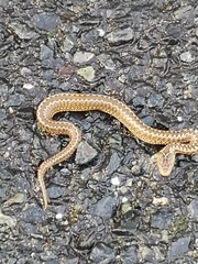 Vipera seoanei