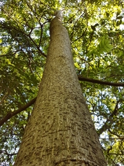 Albizia inundata