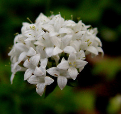 Asperula libanotica