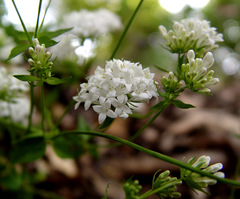 Asperula libanotica