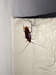 Periplaneta americana