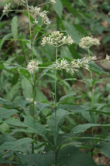 Eupatoriinae