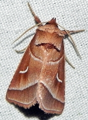 Fagitana littera