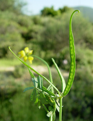 Securigera securidaca