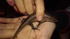 Eutropis multifasciata