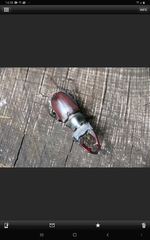 Lucanus cervus