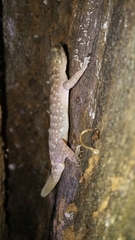 Cyrtodactylus