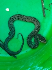 Bothrops jararacussu