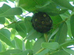 Macroscepis diademata