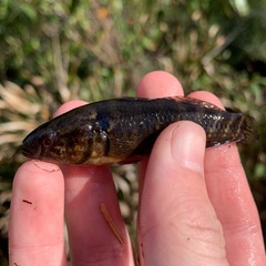 Dormitator maculatus