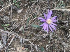 Symphyotrichum sericeum