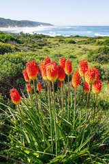 Kniphofia linearifolia