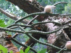 Selenicereus boeckmannii