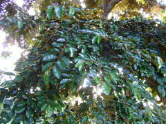 Chrysophyllum mexicanum