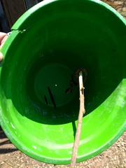 Bothrops jararacussu