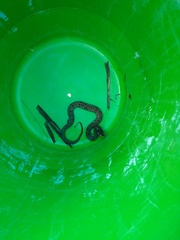 Bothrops jararacussu