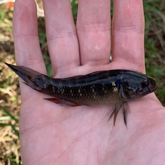 Dormitator maculatus