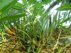 Brassavola nodosa