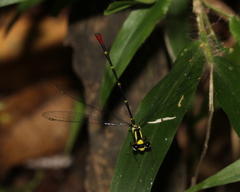 Protolestes kerckhoffae