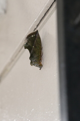 Eudocima sikhimensis