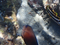 Ctenochaetus binotatus