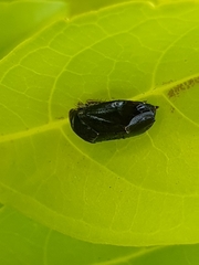Penthimia nitens