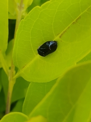 Penthimia nitens