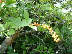 Citharexylum