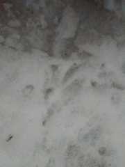 Aves