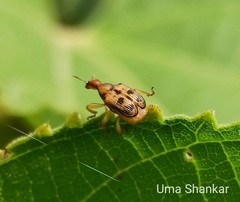 Pseudallapoderus sissus