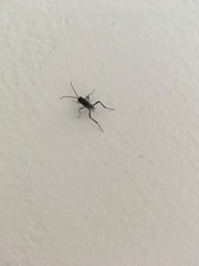 Evania appendigaster