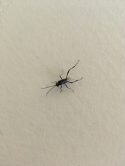 Evania appendigaster