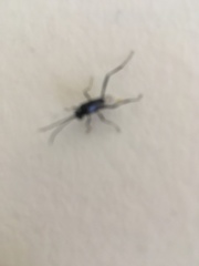 Evania appendigaster