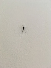 Evania appendigaster