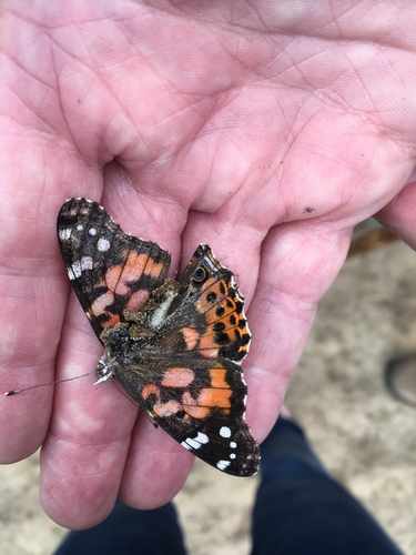photo of Painted Lady (Vanessa cardui)
