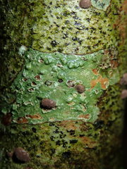 Pertusaria leioplaca