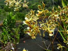 Encyclia granitica