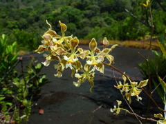 Encyclia granitica