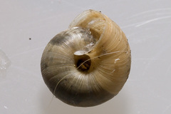 Backeljaia gigaxii