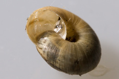 Backeljaia gigaxii