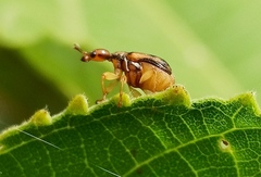 Pseudallapoderus sissus