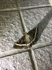 Metopta rectifasciata