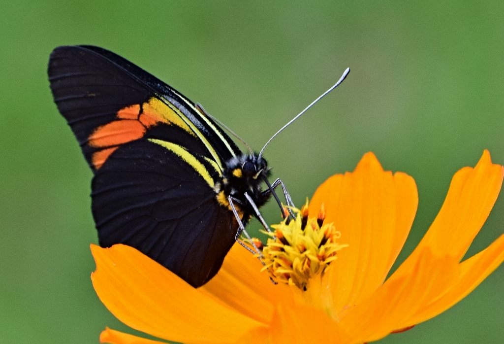 Northern Surprising-White