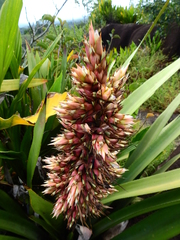 Aechmea polyantha