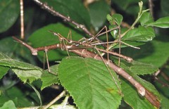 Tetanorhynchini